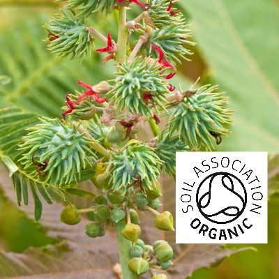 Organic Castor Bean and Flower