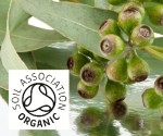 Organic Eucalyptus Radiata
