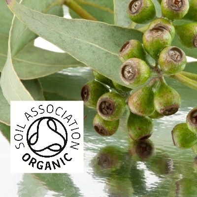 Organic Eucalyptus Radiata