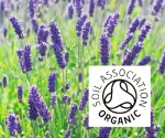 Organic Lavender Bosnia