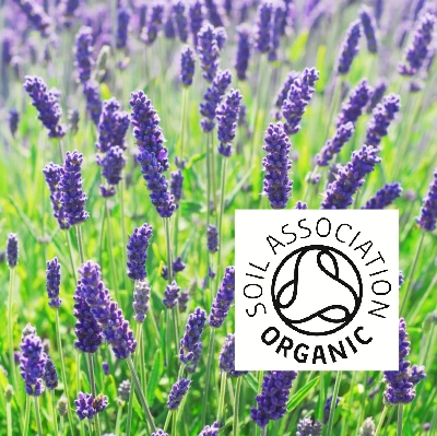 Organic Lavender Bosnia