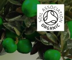 Organic Mandarin Green