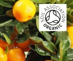 Organic Mandarin