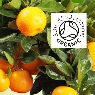 Organic Mandarin