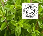Organic Marjoram