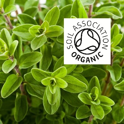 Organic Marjoram