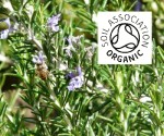 Organic Rosemary