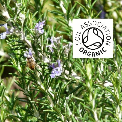 Organic Rosemary