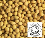 Organic Soya bean
