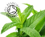 Organic Spearmint