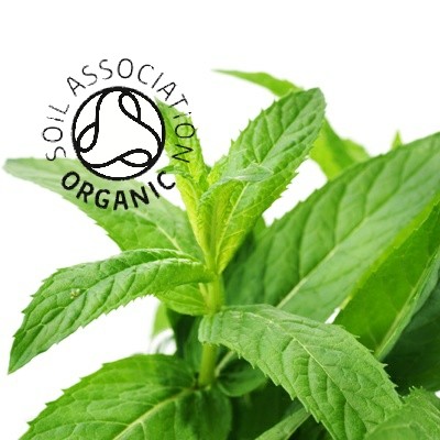 Organic Spearmint