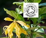 Organic Ylang Ylang Complete