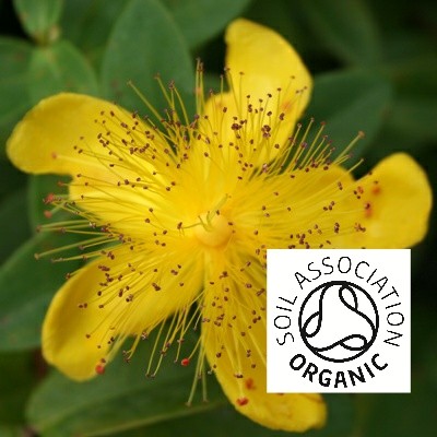 Organic St John's Wort